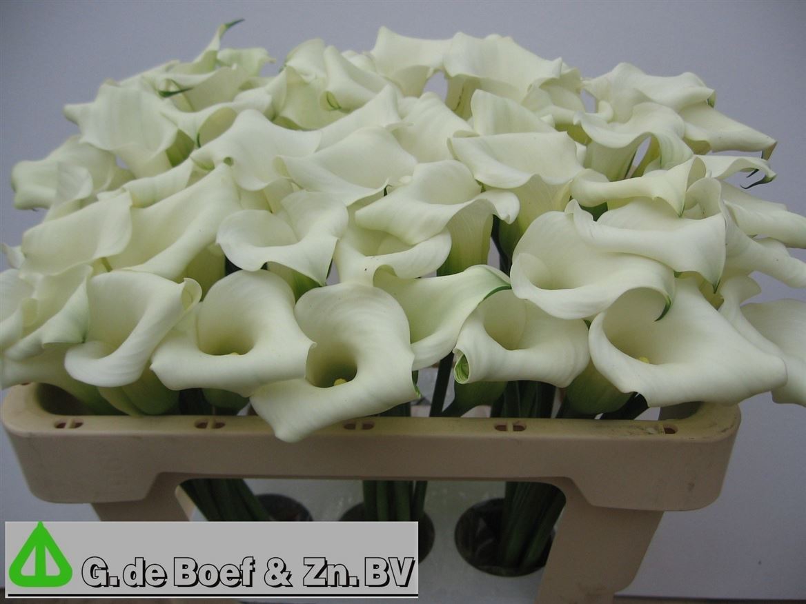 Calla Capt Ventura 50cm
