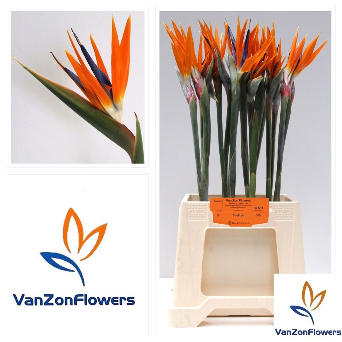 Strelitzia Flower 60cm