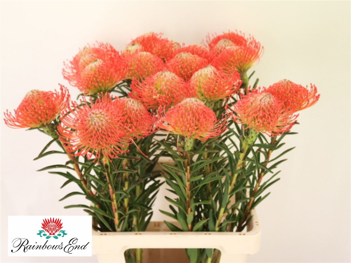 Leucospermum Succession 70cm