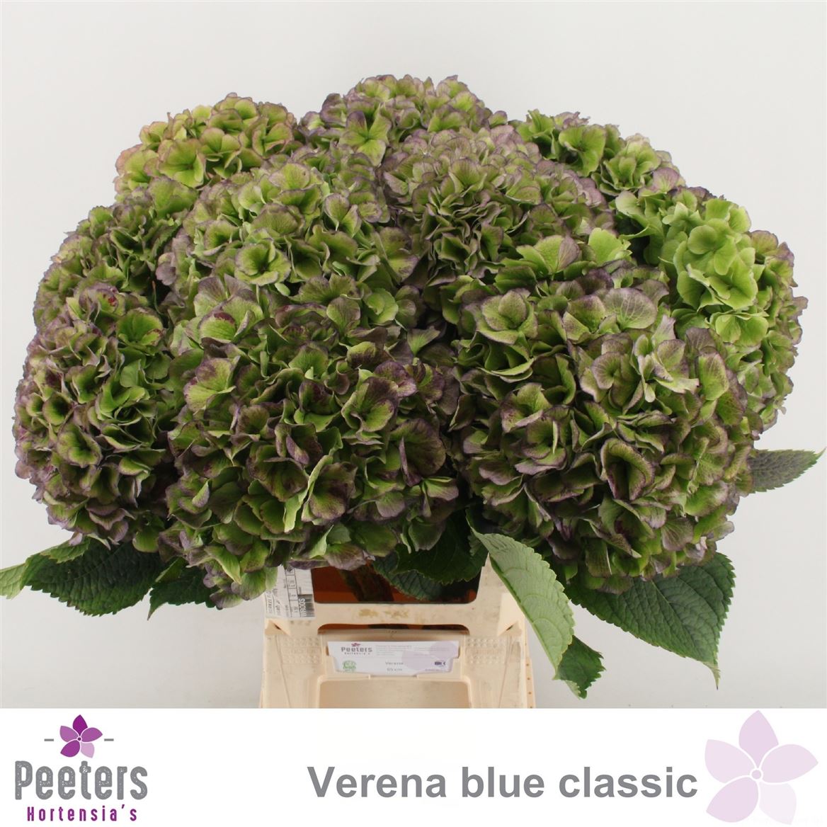 Hydrangea Verena Blue Classic 65cm 20-22cm Hd
