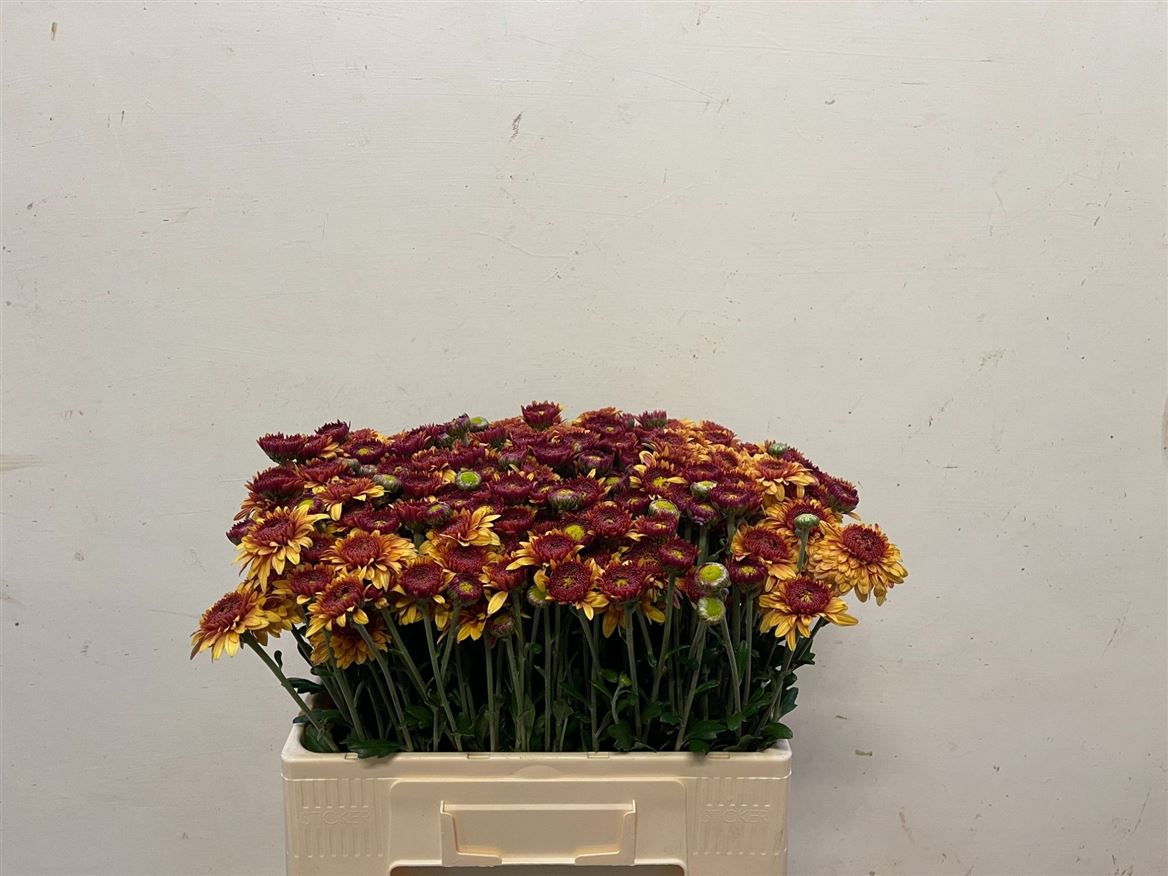 Chrysanth Spray Beppie Bronze 55cm 60gr.