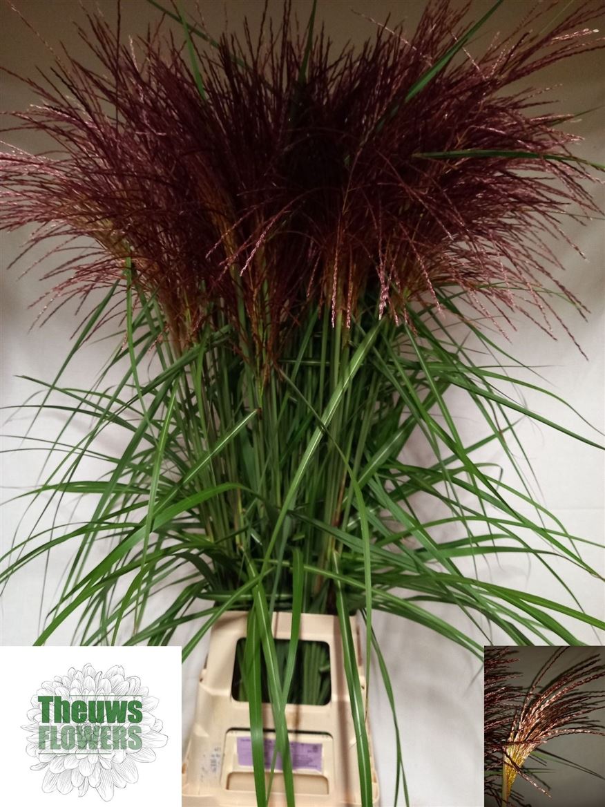 Miscanthus Sinensis 100cm