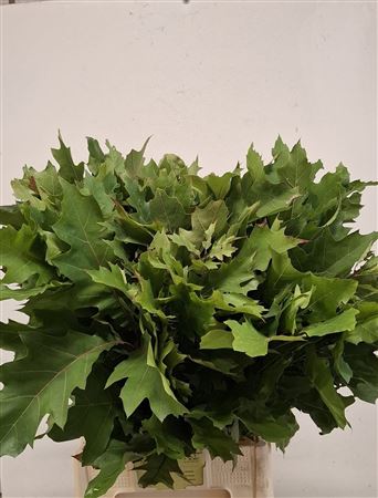 Querc Rubra