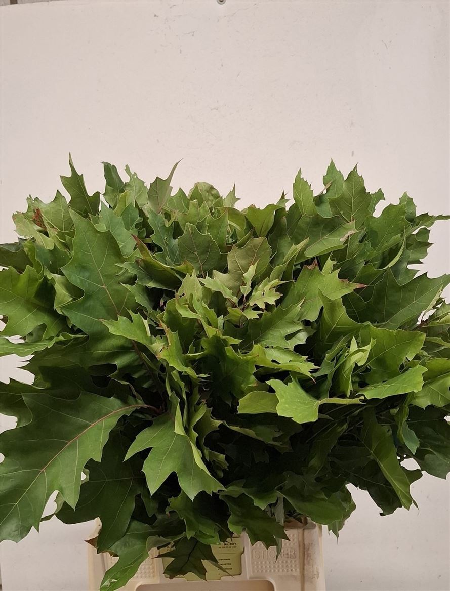 Quercus Rubra 80cm
