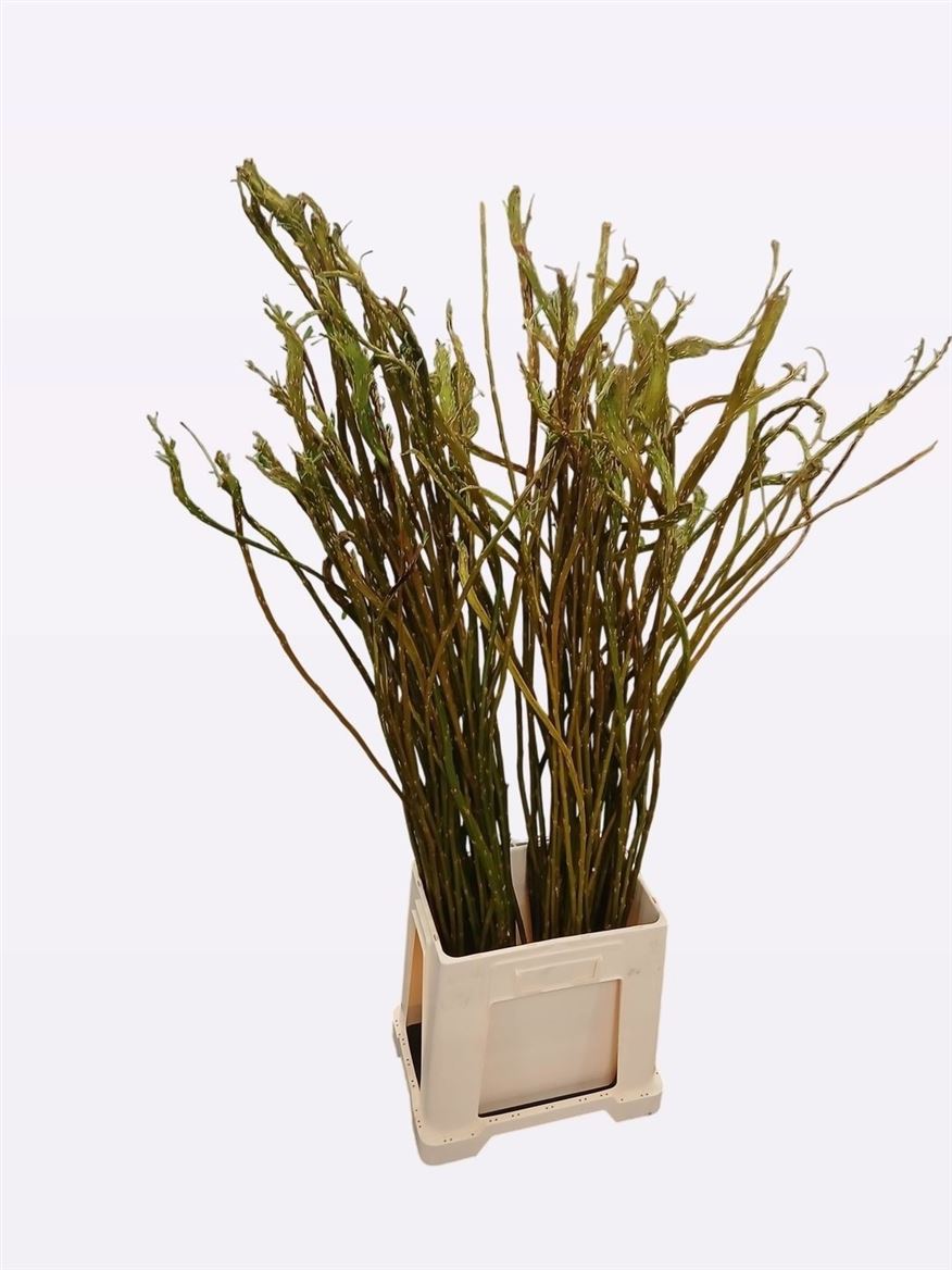 Salix Sekka Bandwilg 110cm