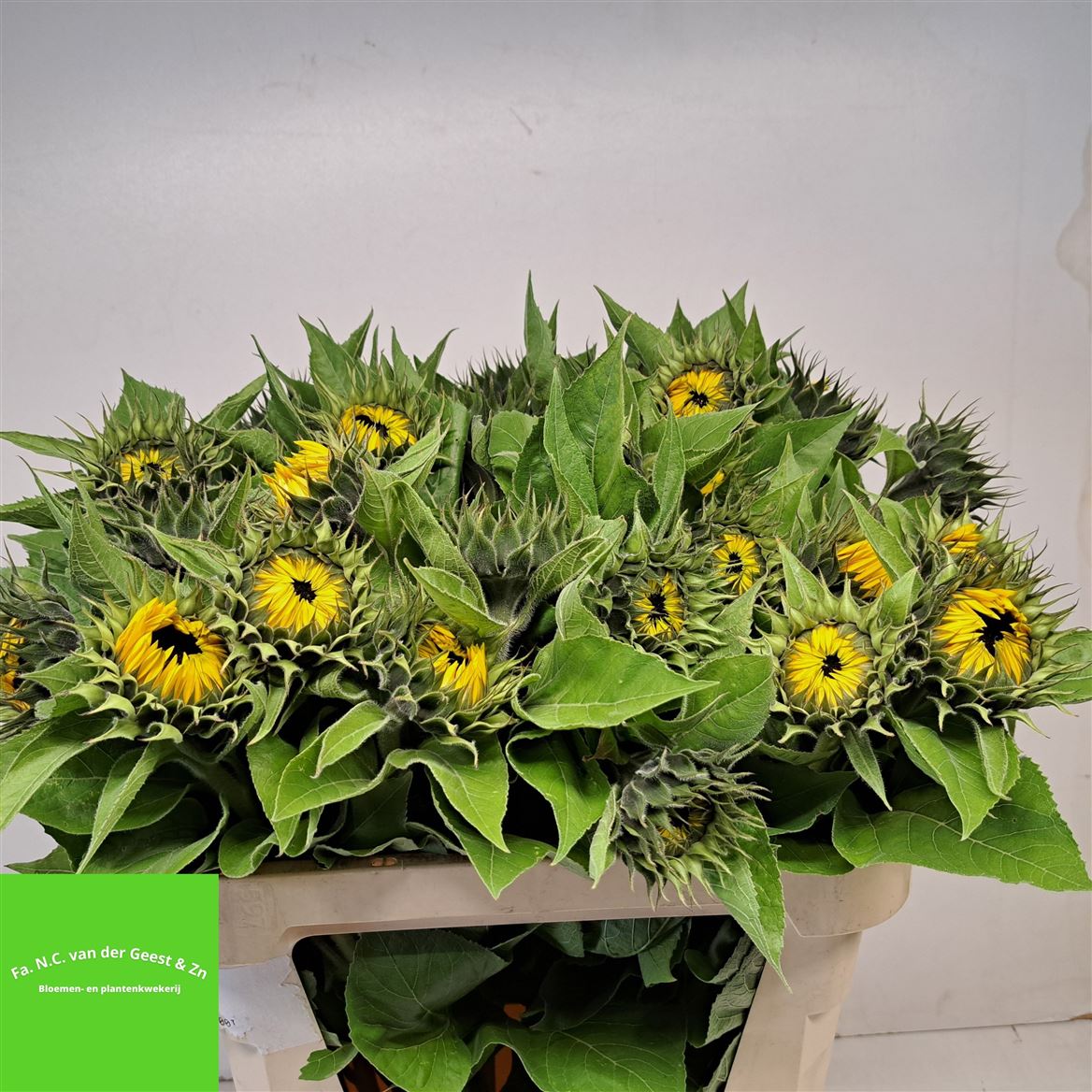 Helianthus Sunrich Orange 80cm