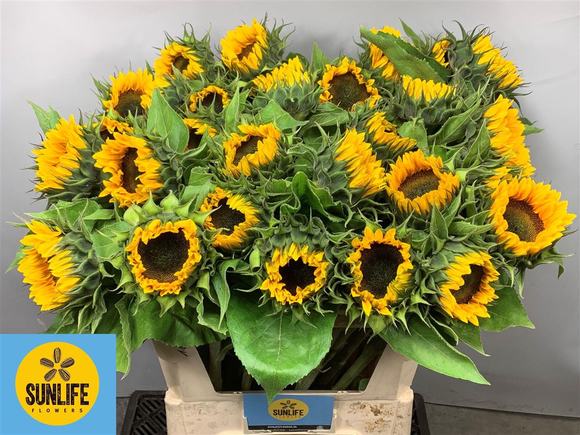 Helianthus Sunrich Orange 80cm