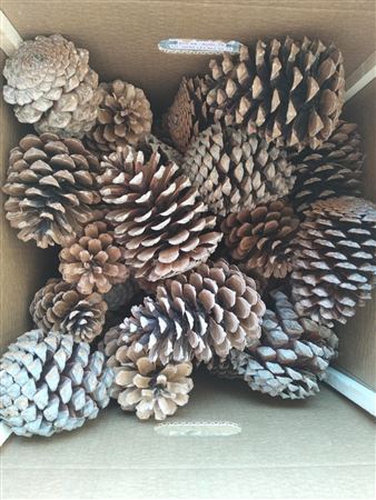Pinea Maritima Naturel X40 Crate