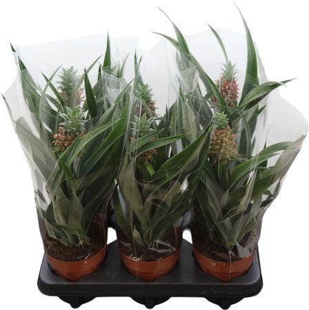 Ananas Mi Amigo