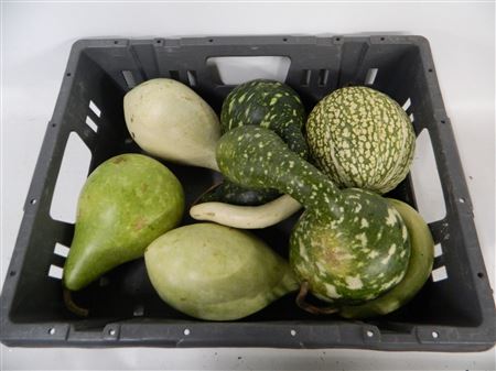 Cucurbita (kalebas)