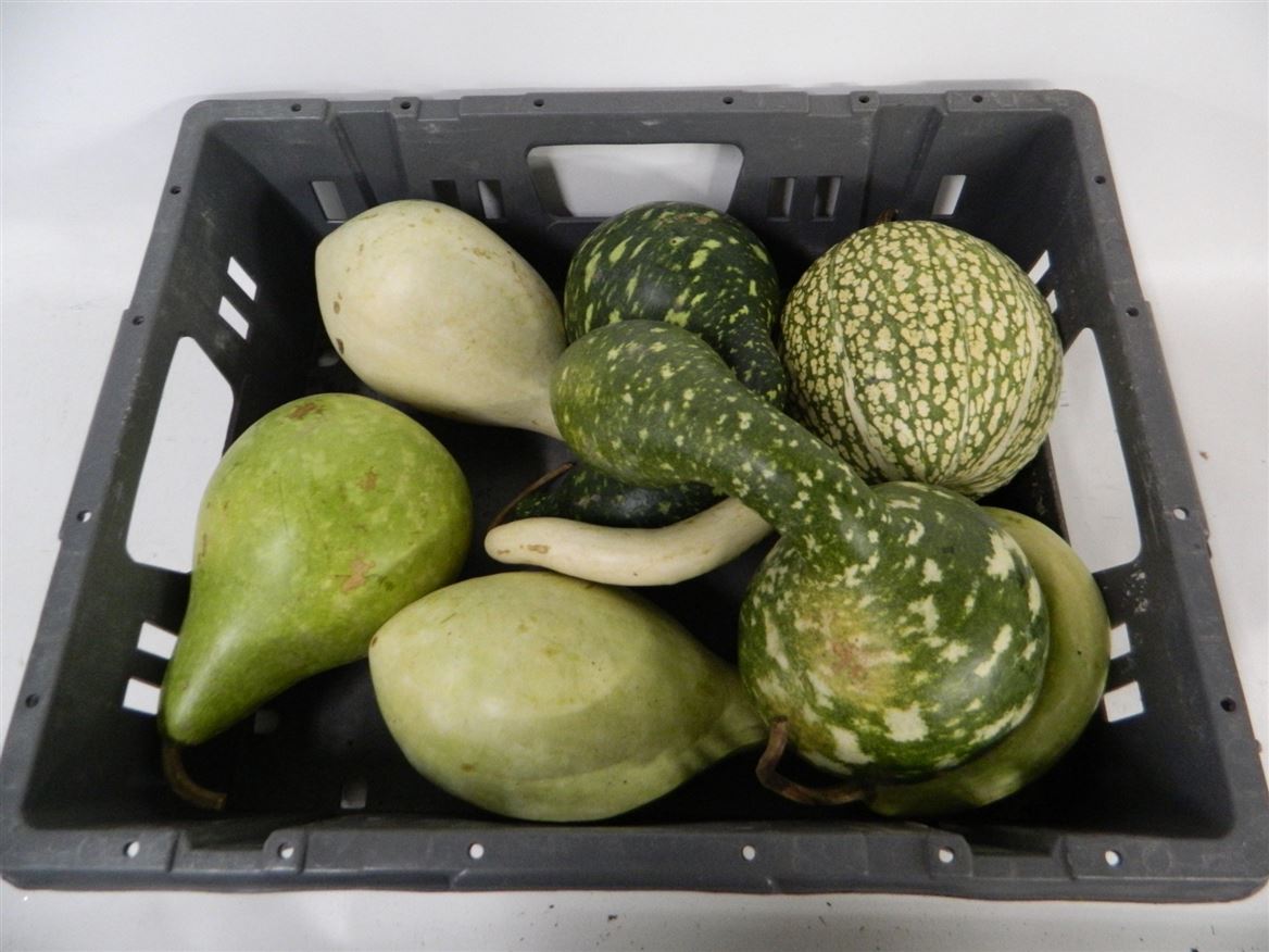 Cucurbita Orange (PUMPKIN)