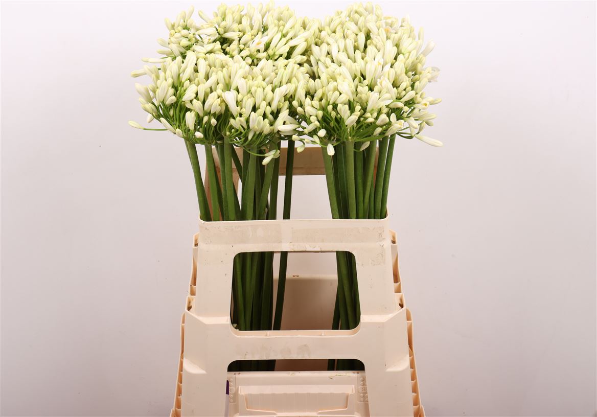 Agapanthus Gletsjer 60cm
