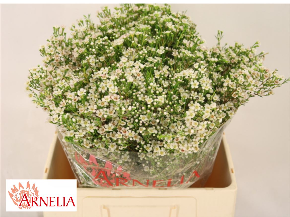 Chamelaucium Pearl Buttons 60cm 70gr.