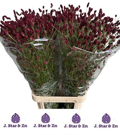 Sanguisorba Officina 100cm