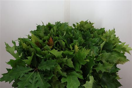 Querc Rubra