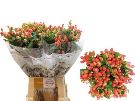 Hypericum Magical Royal Princess 70cm