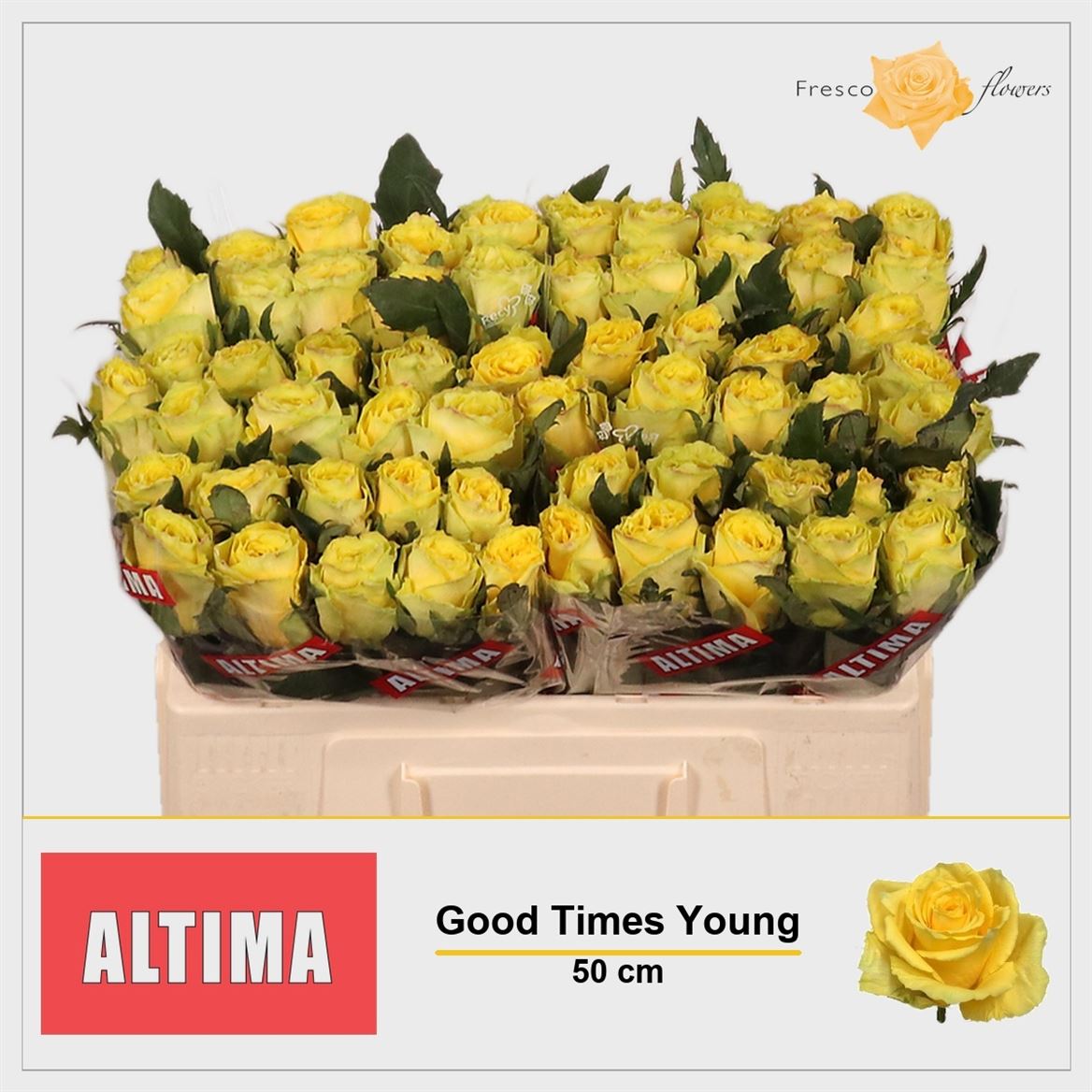 Rosa Good Times 50cm