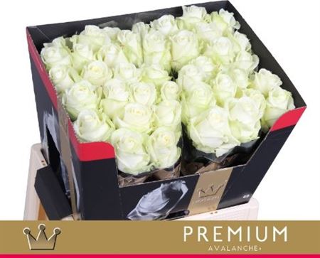 Rosa Avalanche 60cm