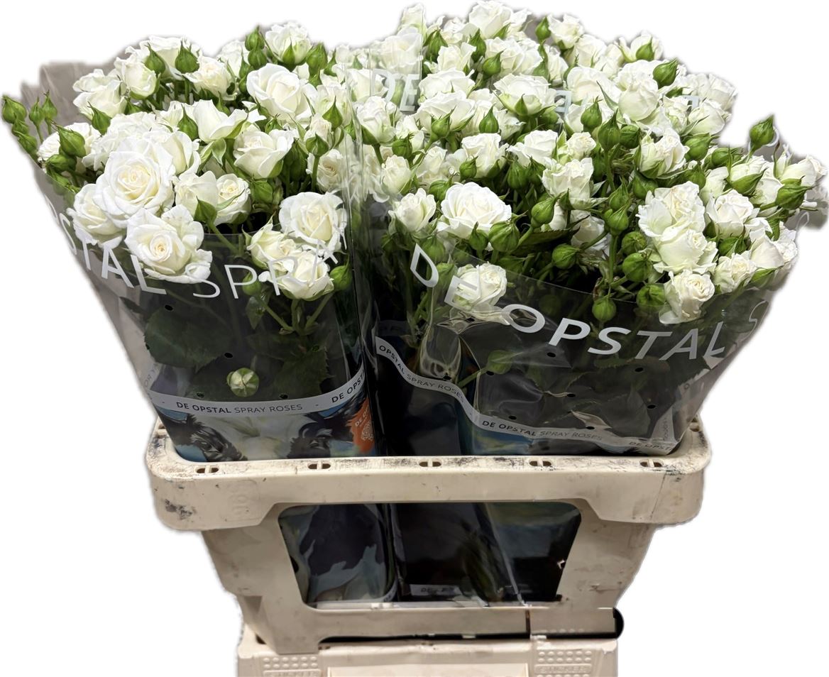 Rosa Spr White Lady 60cm