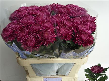 Chr G Bigoudi Purple