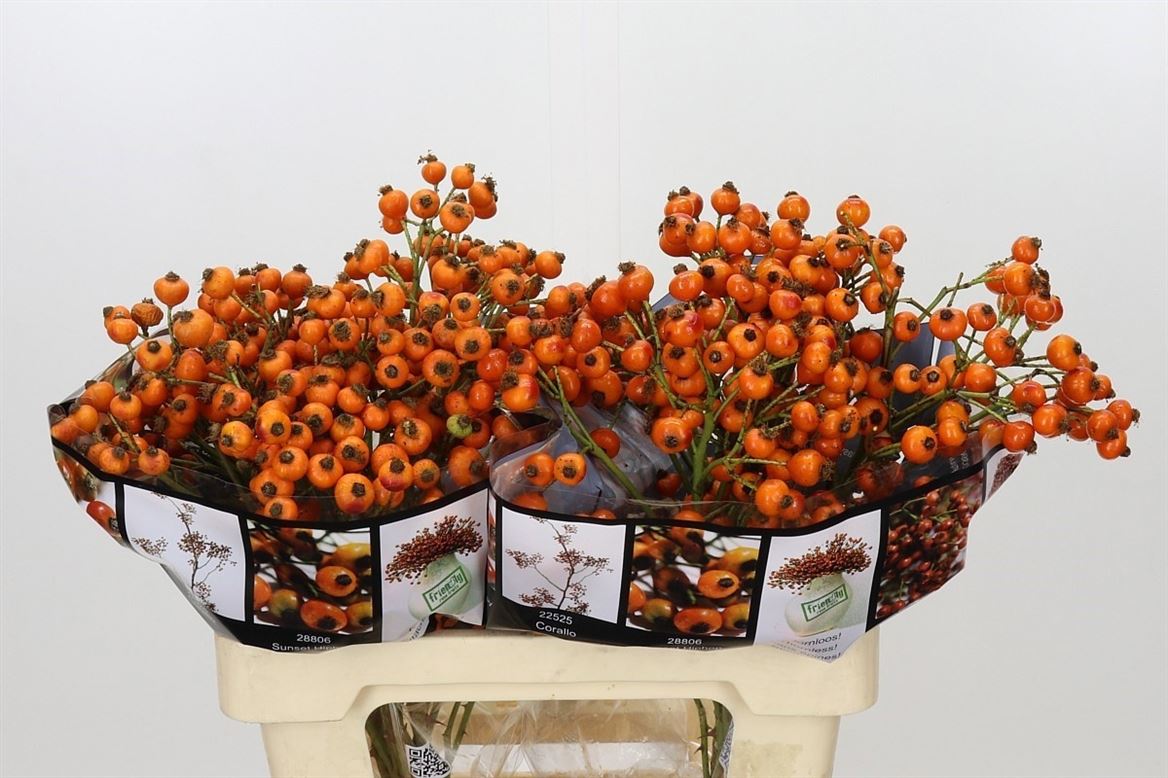 Rosa Hiphop Sunset 60cm 125gram