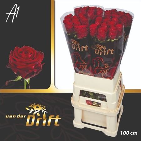 Rosa Red Naomi 100cm