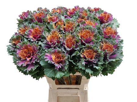 Brassica Klbh Pink Red