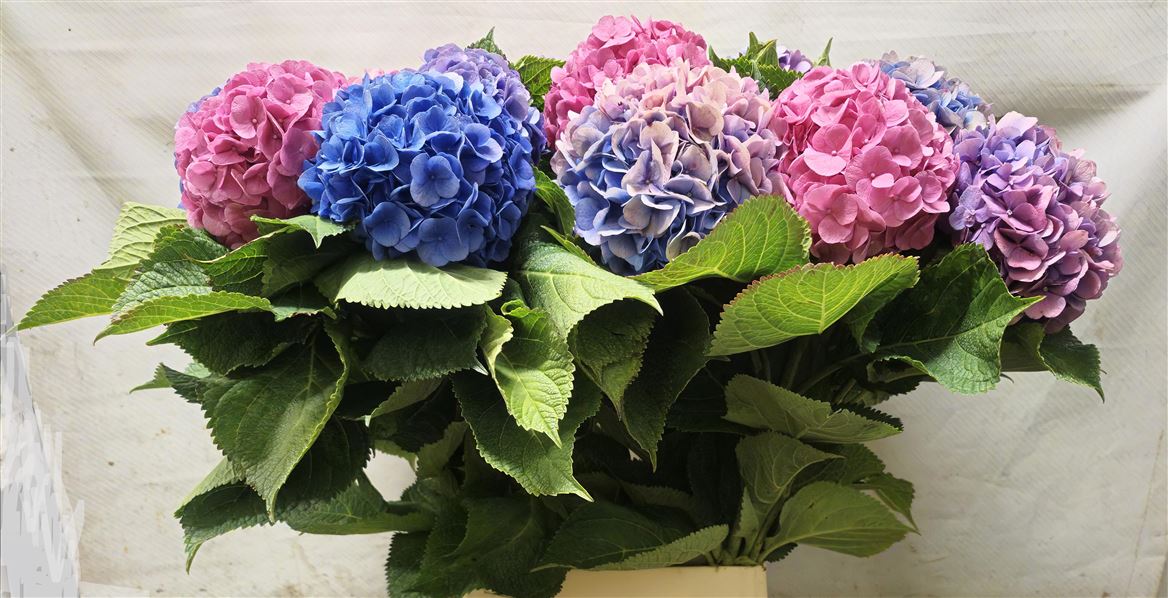 Hydrangea Mixed 100cm 17Ø