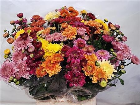 Chrysanth Spray Mix 55cm 70gr.