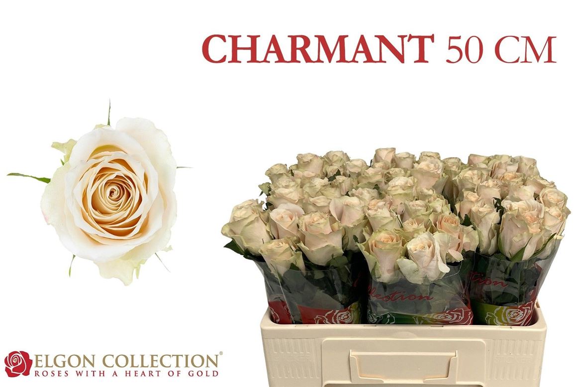 Rosa Charmant 50cm