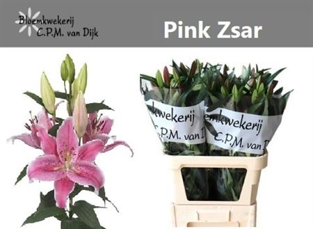 Lily Oriental Pink Zsar 70cm 5+