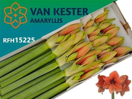 Hippeastrum Desire 75cm
