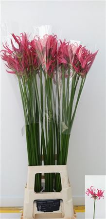 Ne Bo El Pink Charm