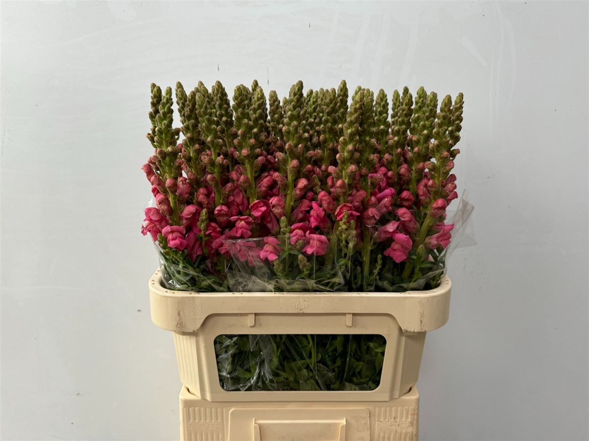 Antirrhinum Avignon Cherry Rose 80cm