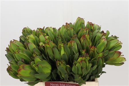 Leucad Laurel Yellow