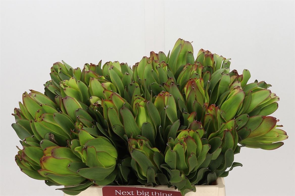 Leucadendron Laurel Yellow 40cm