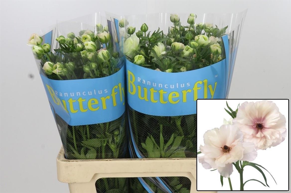Ranunculus Butterfly Ariadne 70cm