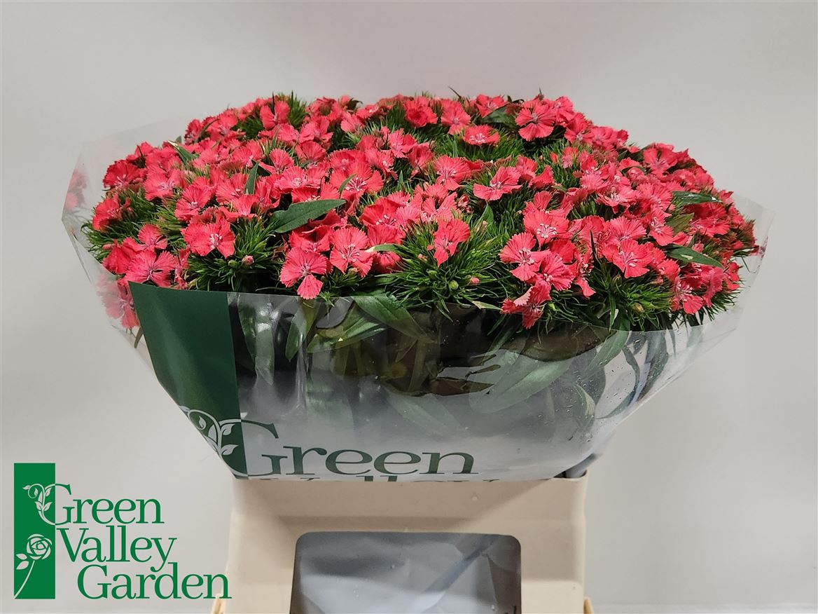 Dianthus Barb Coral 60cm