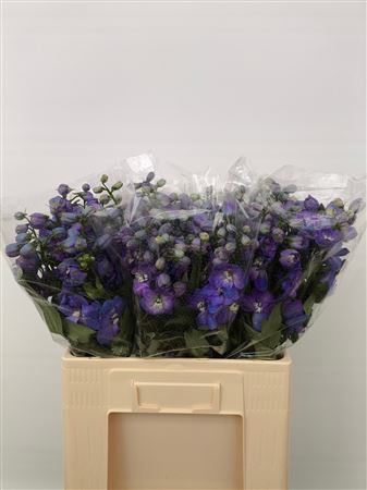 Delph El Guard Blue
