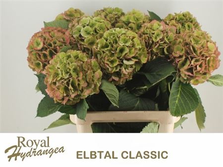 Hydrangea Elbtal Classic 80cm 23-25cm Hd