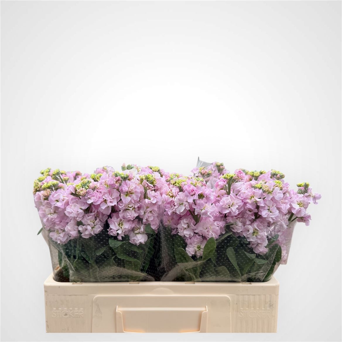 Matthiola Incana Impala Cherry Blossom 54cm