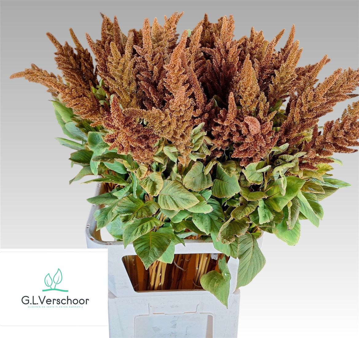 Amaranthus Cruentus Hot Biscuits 100cm