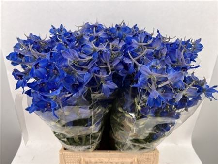 Delphinium Single Volkerfrieden 50cm