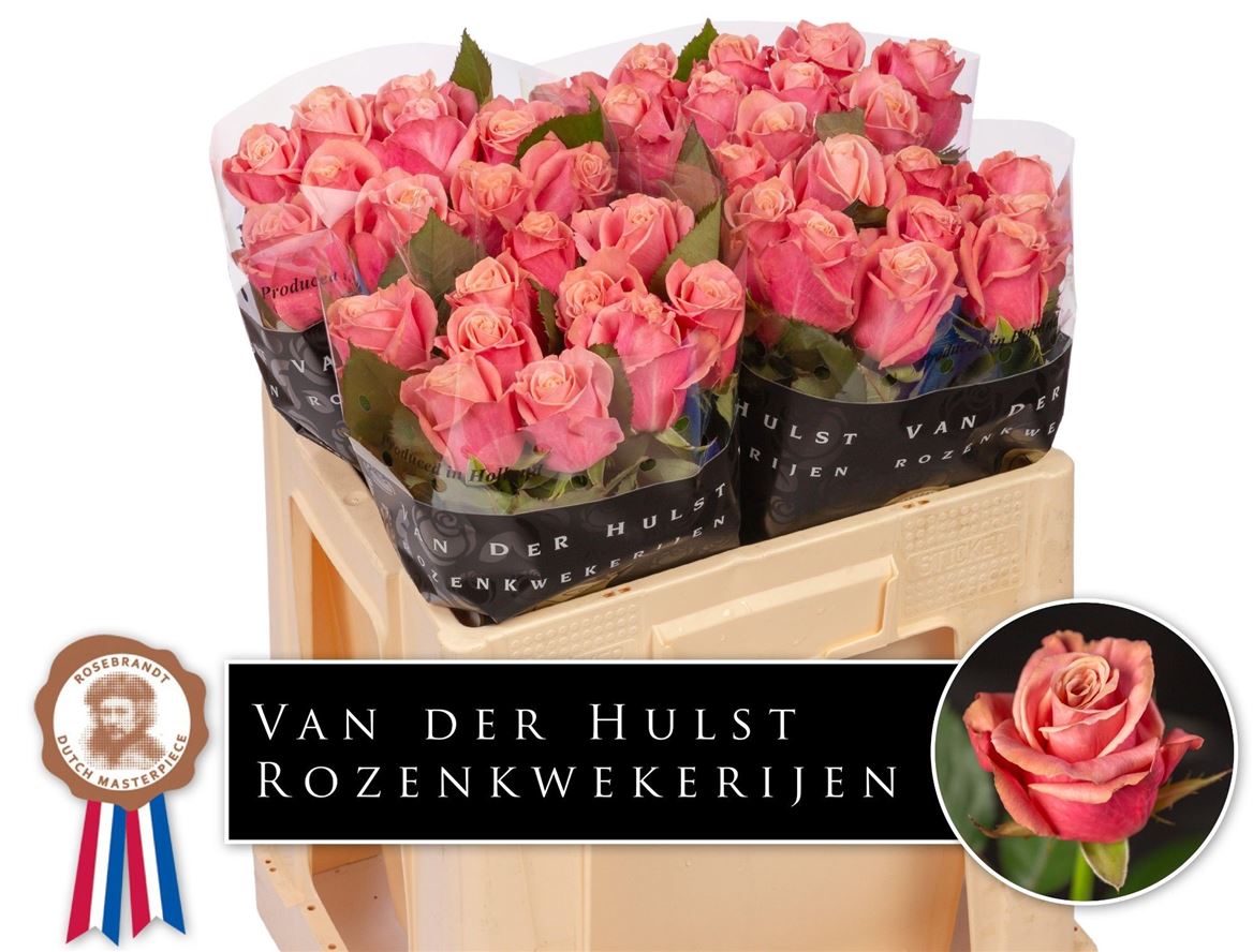 Rosa Adele 50cm