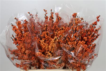 Ilex Ve Winter Gold