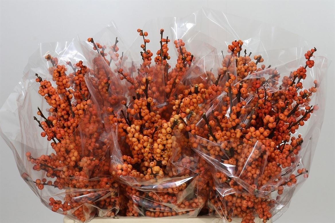 Ilex Winter Gold 60cm