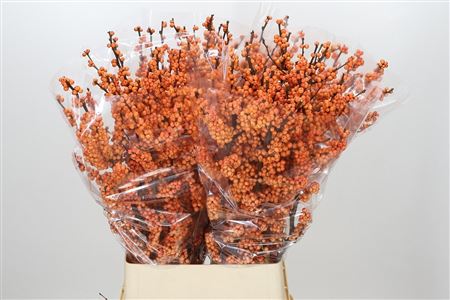 Ilex Ve Winter Gold
