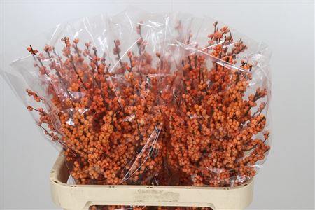 Ilex Ve Winter Gold