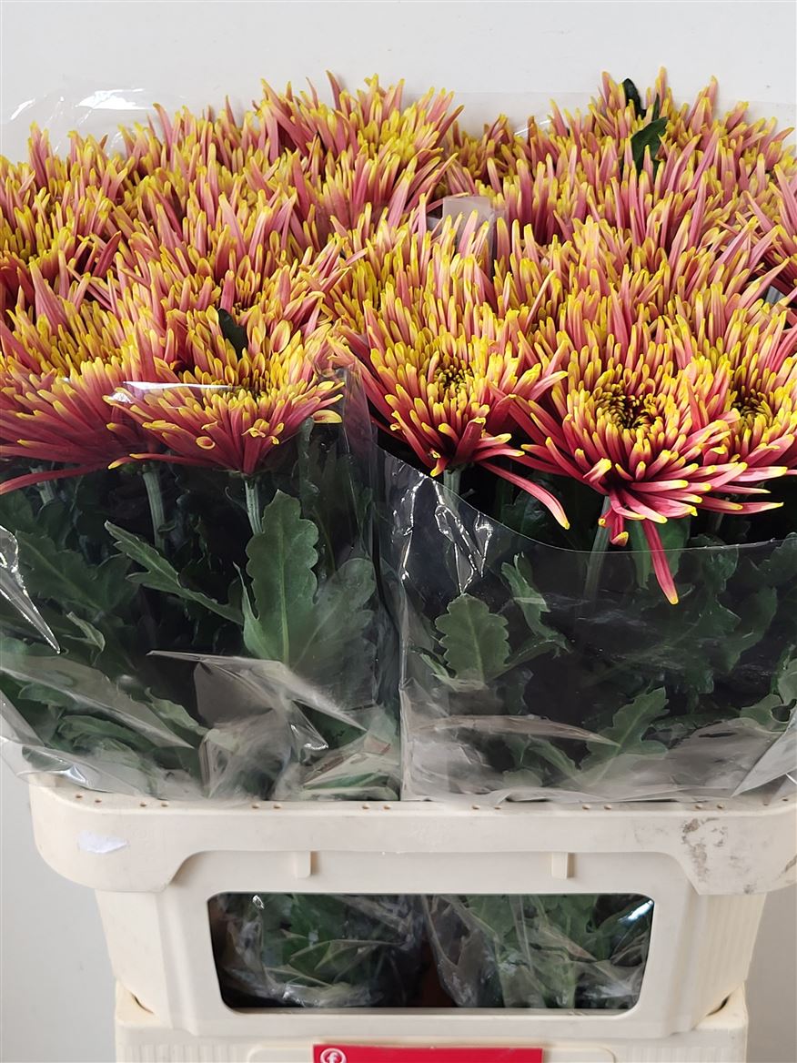 Chrysanth Single Tula 80cm 90gr.