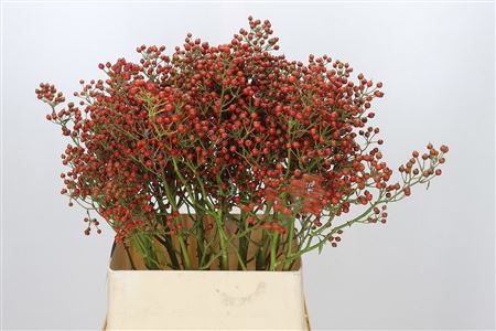 Rosa Aut Rosefruits